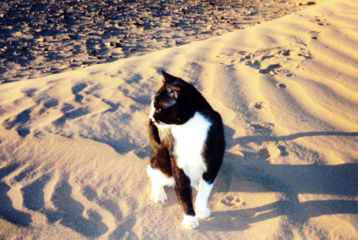 Tant qu&rsquo;il y a un chat, il y a de l&rsquo;espoir